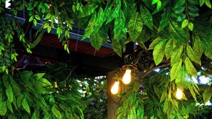 A rhinoceros statue under a tree with hanging lights. - MAHAWI RESORT (Calarca)