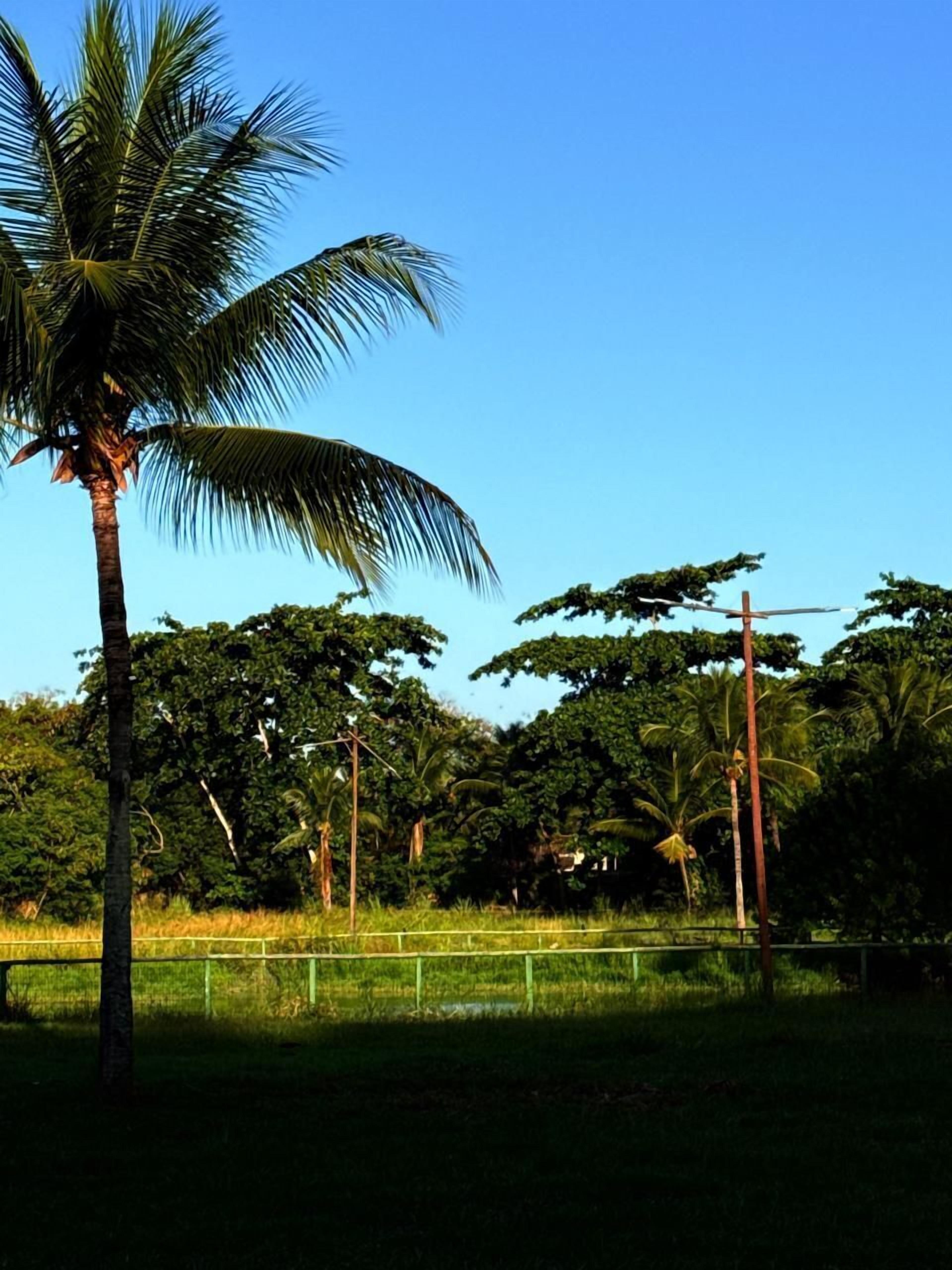 Een landelijk landschap met een opvallende palmboom, een hek en diverse bomen op de achtergrond.