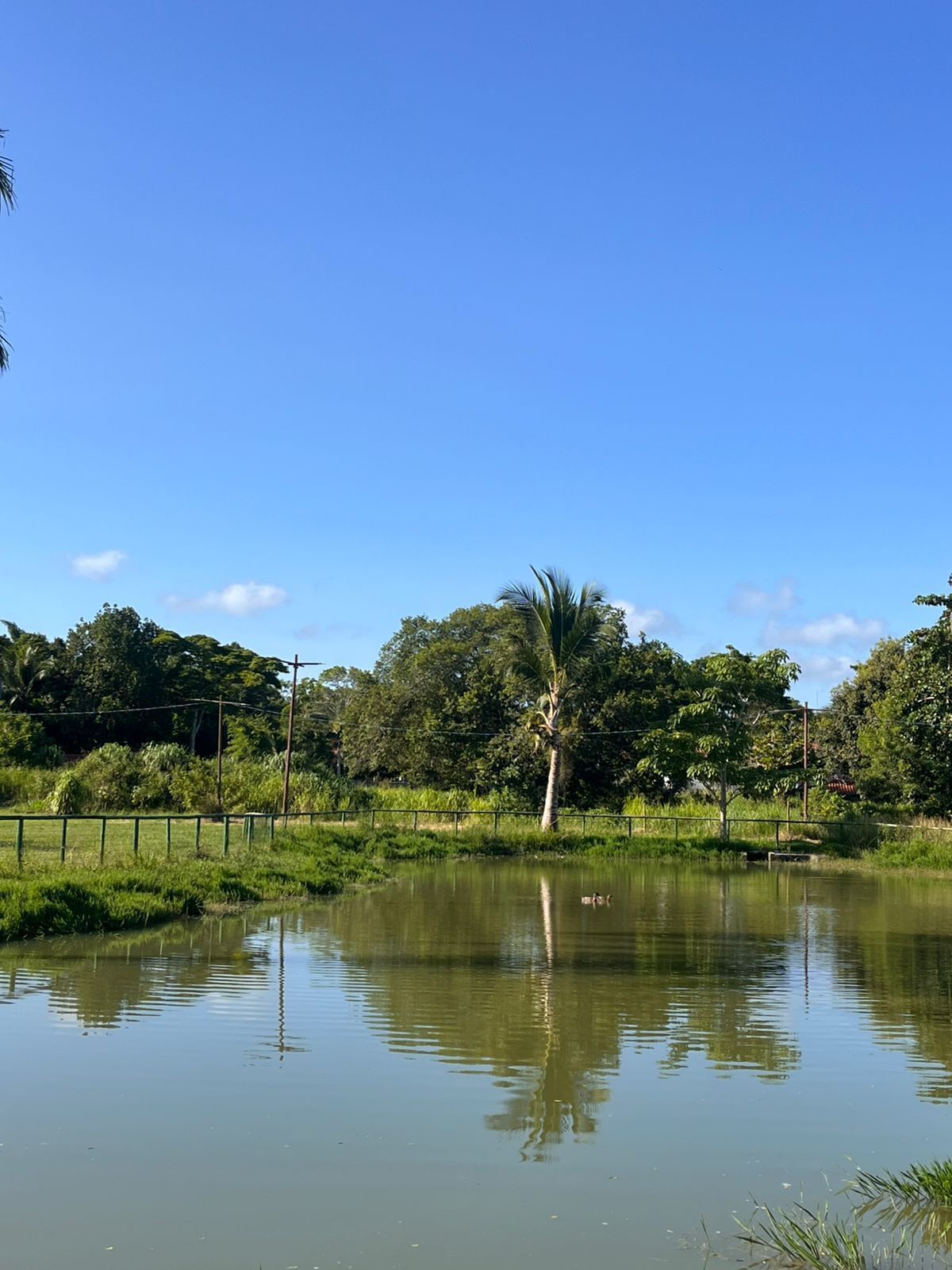 Tasik