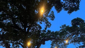 Ένα δέντρο διακοσμημένο με φωτάκια που κρέμονται μπροστά από ένα κτίριο με κεραμοσκεπή.