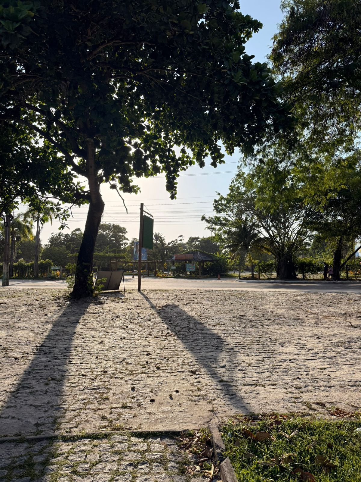 Ein gepflasterter Bereich mit einer Bank, Bäumen und blauem Himmel.
