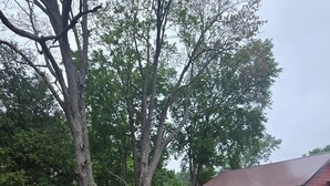 A red house with a metal roof, surrounded by trees and outdoor seating including red and blue Adirondack chairs. - Bob’s and Ella’s Cozy Cabin — Charming Retreat for 6 with Fire Ring (Cornell)