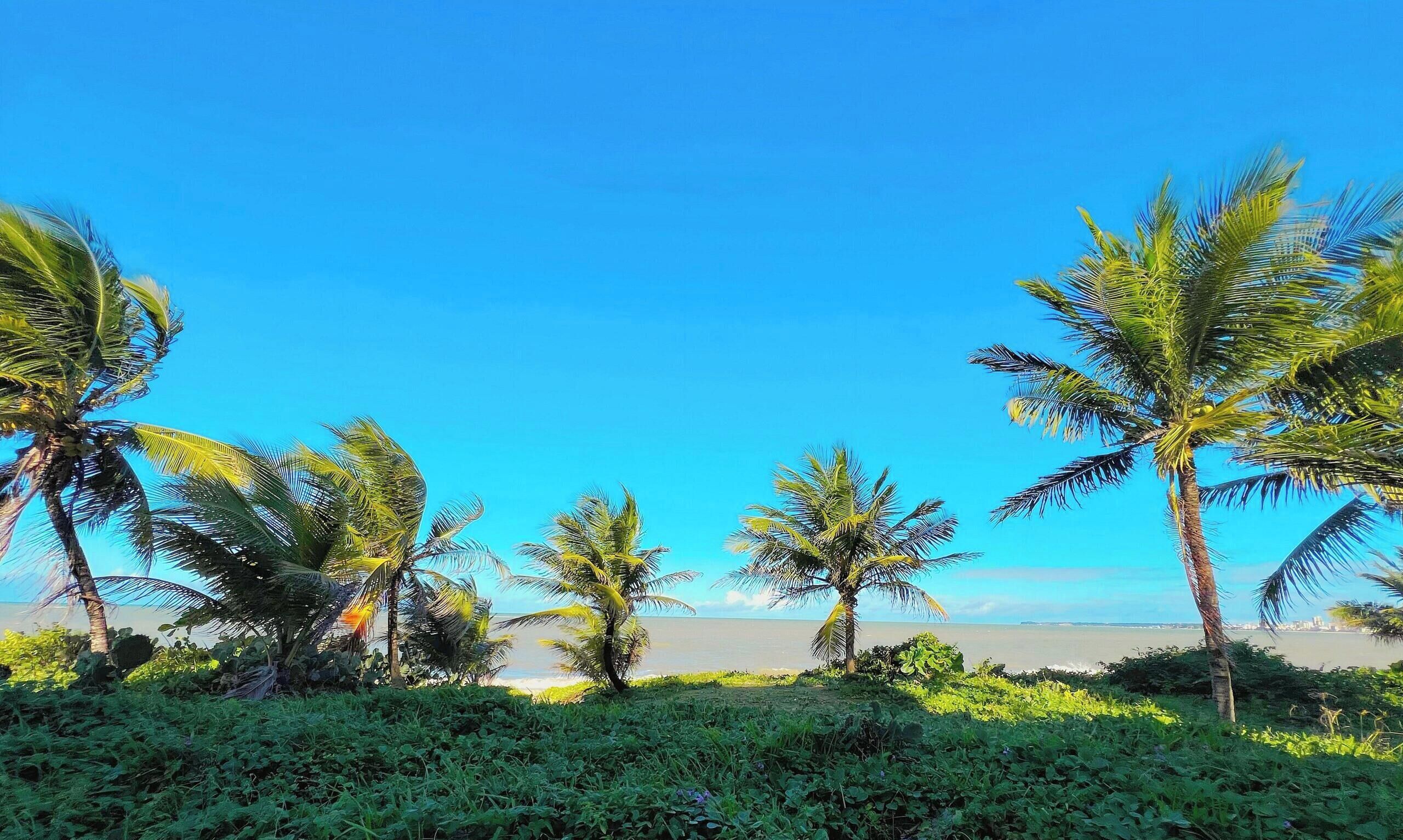 A beach with palm trees and a clear sky.