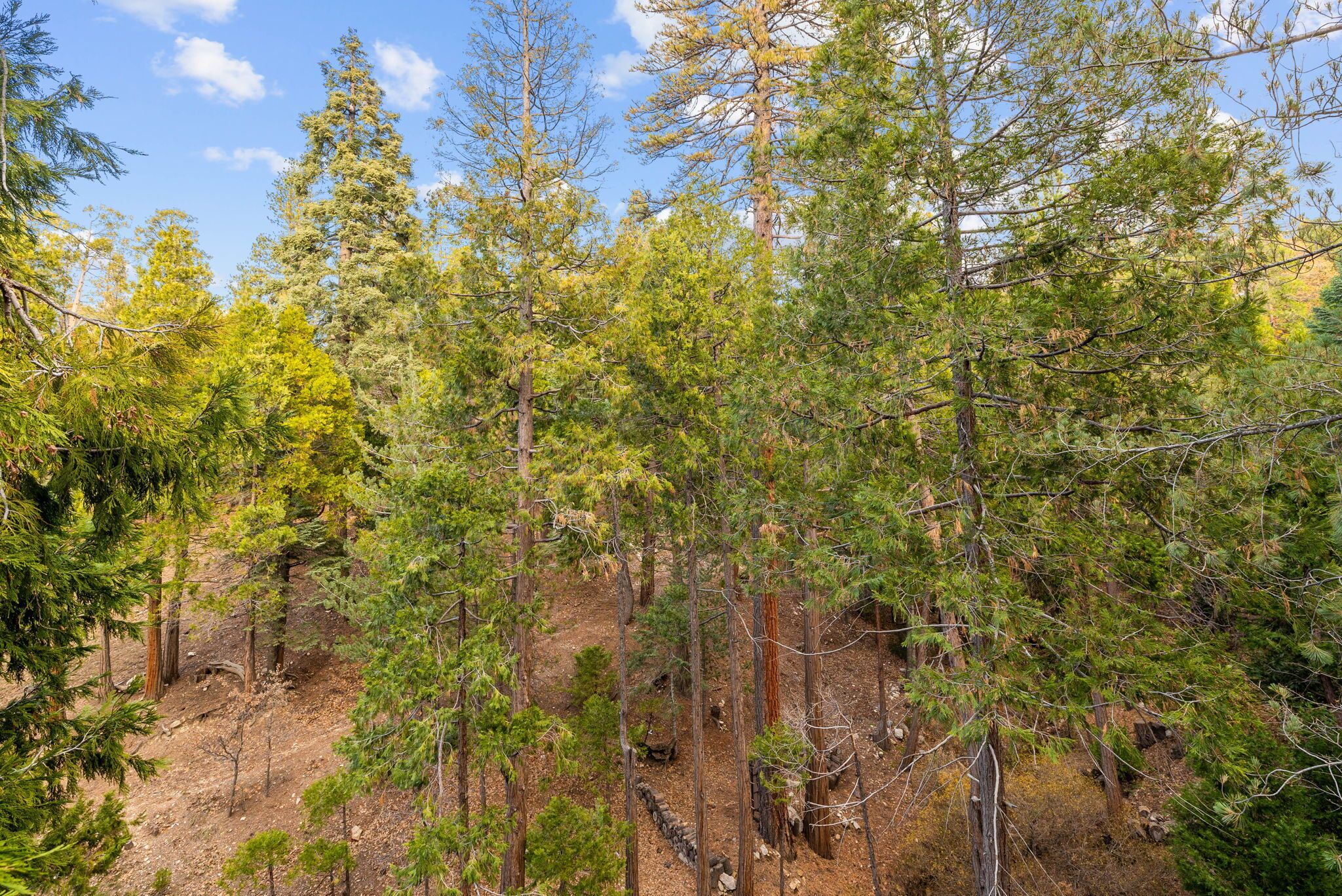 A dense forest with tall trees and a clear sky.
