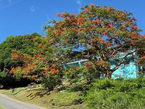 Property grounds - Charming 2-bedroom apartment in St Thomas, central location, close to beaches. (St Thomas)