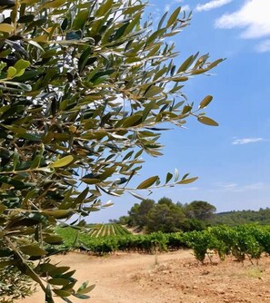 Property grounds - LES CLAIRIANS - LE CANNET DES MAURES (LE CANNET DES MAURES)