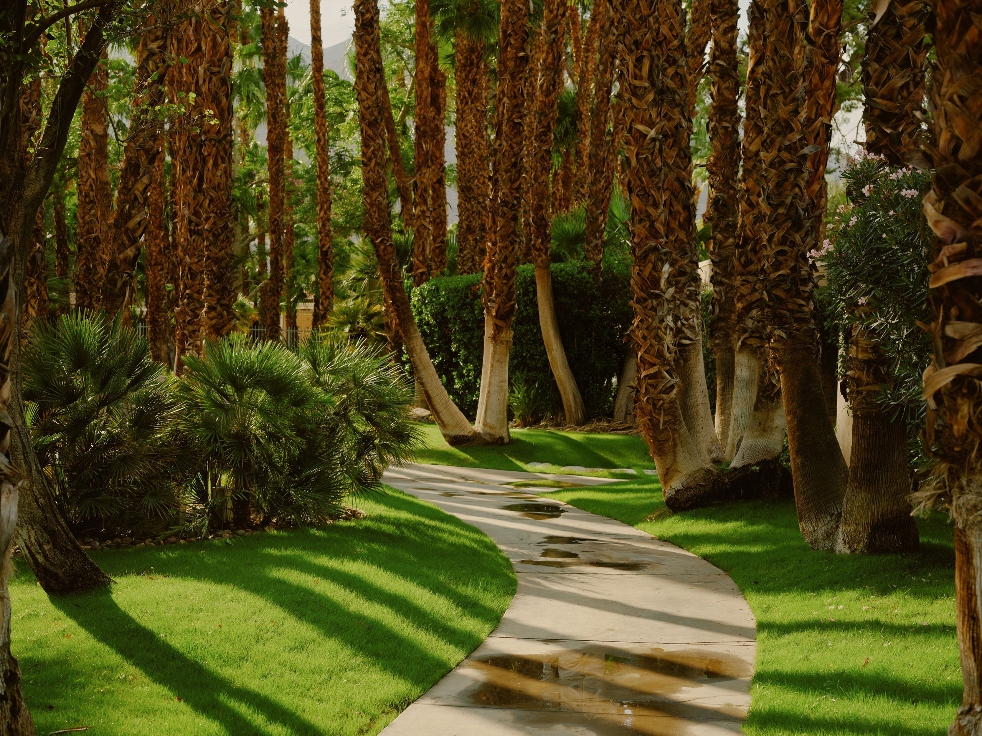 A pathway through a garden with palm trees and green shrubs.