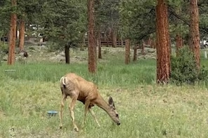 Miscellaneous - Pines Condo great location close to RMNP and Dntn (Estes Park)