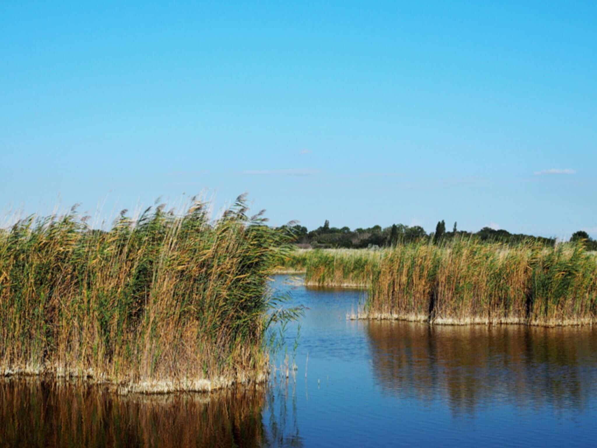 Ein ruhiger Fluss, gesäumt von hohem Gras.