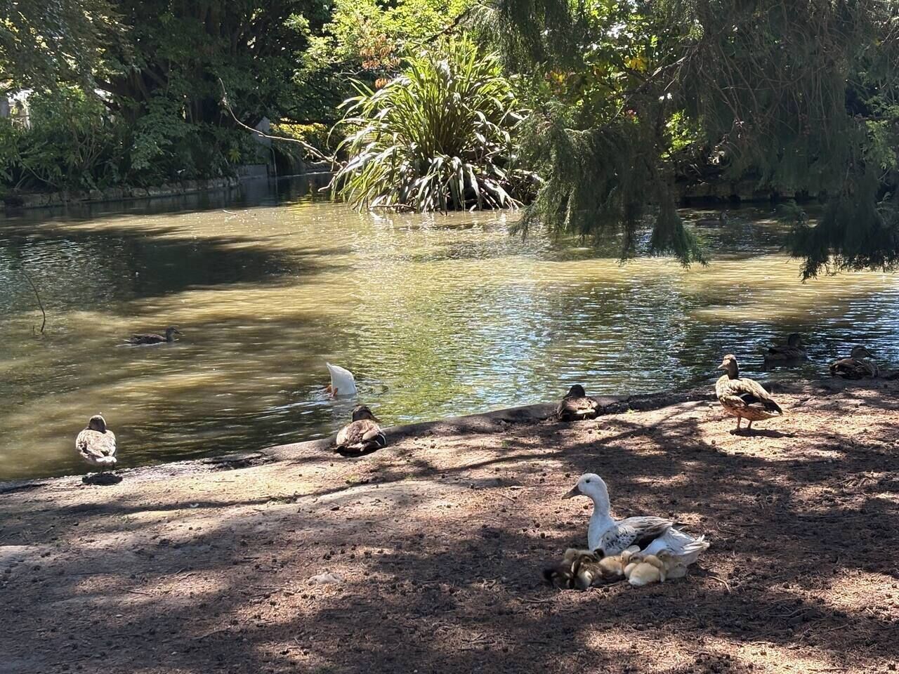 Un étang avec des canards et un arbre en arrière-plan.