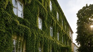 En bygning dækket af slyngplanter, med en grusvej og et træ til højre.