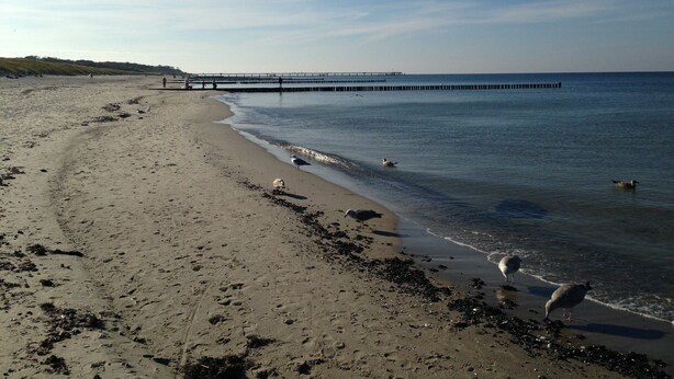 Ein Strand mit einem Steg, der ins Wasser führt, sandigem Ufer und Möwen.
