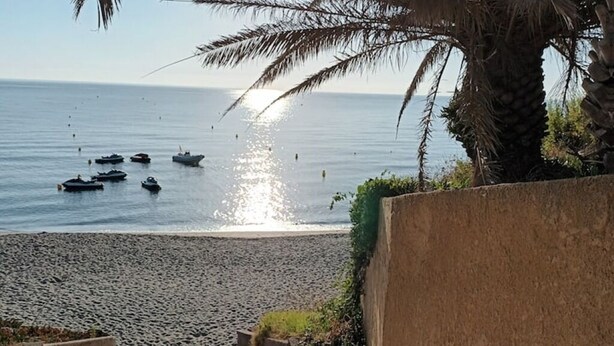 A beach with boats on the water and a palm tree in the foreground. - Exceptional stay in Corsica - Air-conditioned apartment with sea view in Bravone (Linguizzetta)