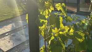 Ein modernes Gebäude mit großen Glasfenstern und einem sichtbaren Außenbereich mit einer Rasenfläche.