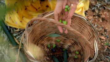 Comfort Quadruple Room, Garden View | View from room