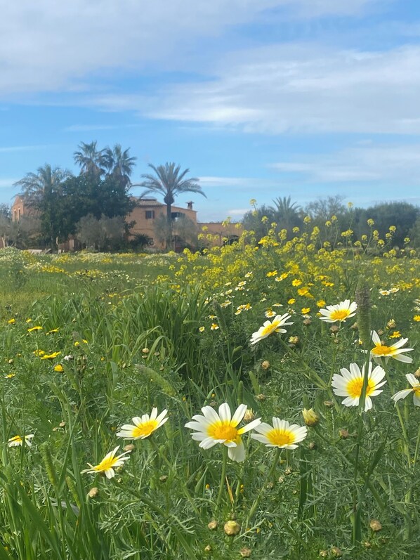 Un champ de fleurs jaunes et blanches, avec un bâtiment en arrière-plan.