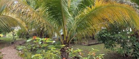 Jardines del alojamiento