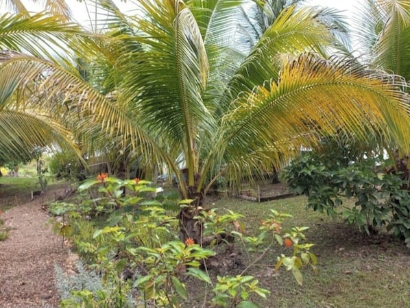 Jardines del alojamiento