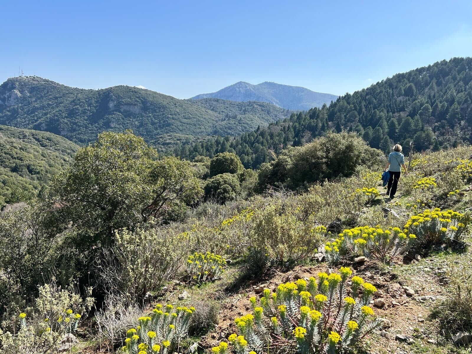 Ein Wanderer geht auf einem steinigen Pfad, umgeben von gelben Blumen und grüner Vegetation.