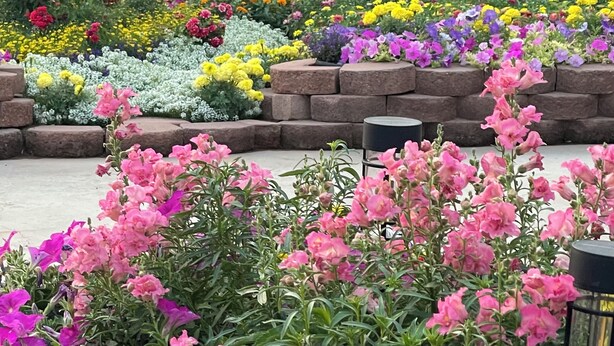 Een tuin met diverse bloemen en planten, waaronder roze en paarse bloemen op de voorgrond.