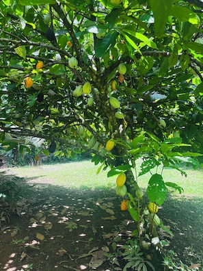 Área da propriedade