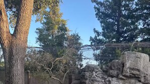 Eine Gruppe von rosa Flamingos in einem Teich mit Felsen und Bäumen im Hintergrund.