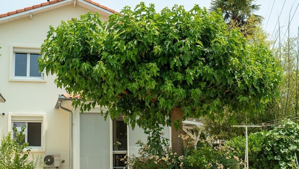 A house with a large tree in front, a window, and a door. - House Venitia T2 - AUSSONNE (AUSSONNE)