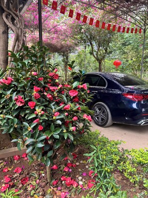 Une voiture garée dans un jardin, entourée de plantes en fleurs et d’une lanterne rouge.