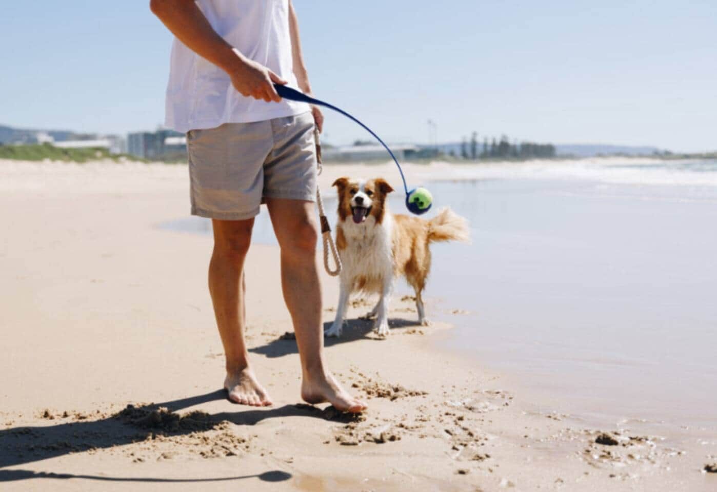 Una persona pasea un perro en una playa arenosa con correa y pelota.