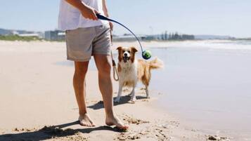 Una persona pasea un perro en una playa arenosa con correa y pelota.