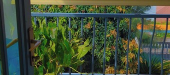 golden leaf apartment