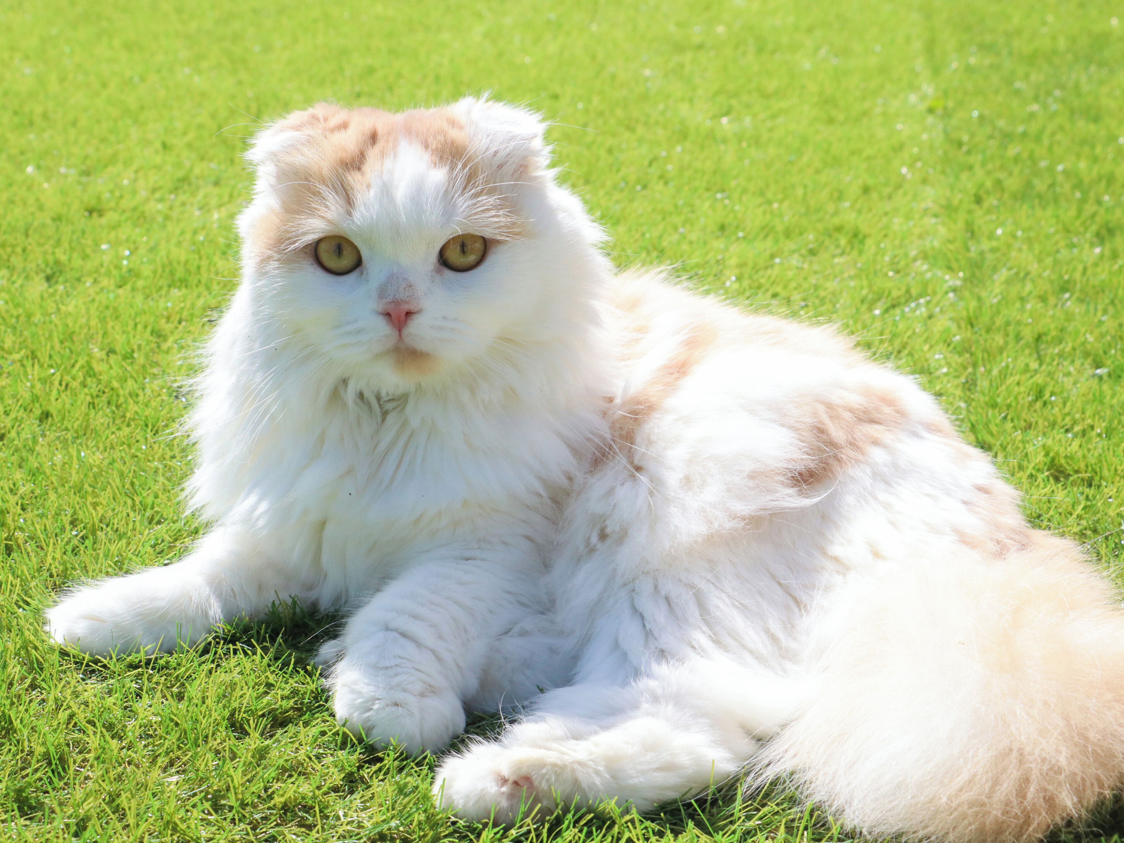 A fluffy white and orange cat lying on grass.