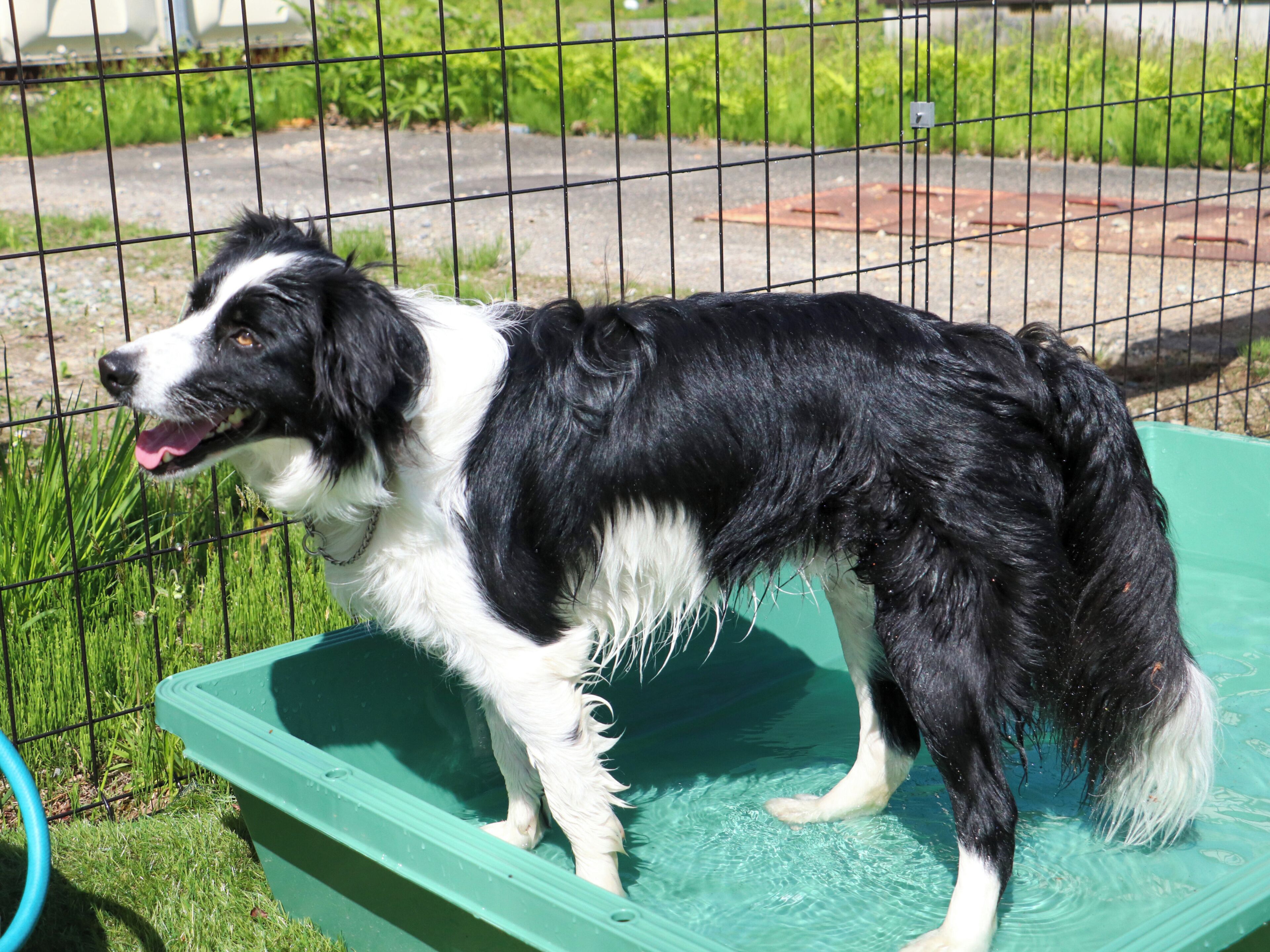 A dog standing in a green water container.