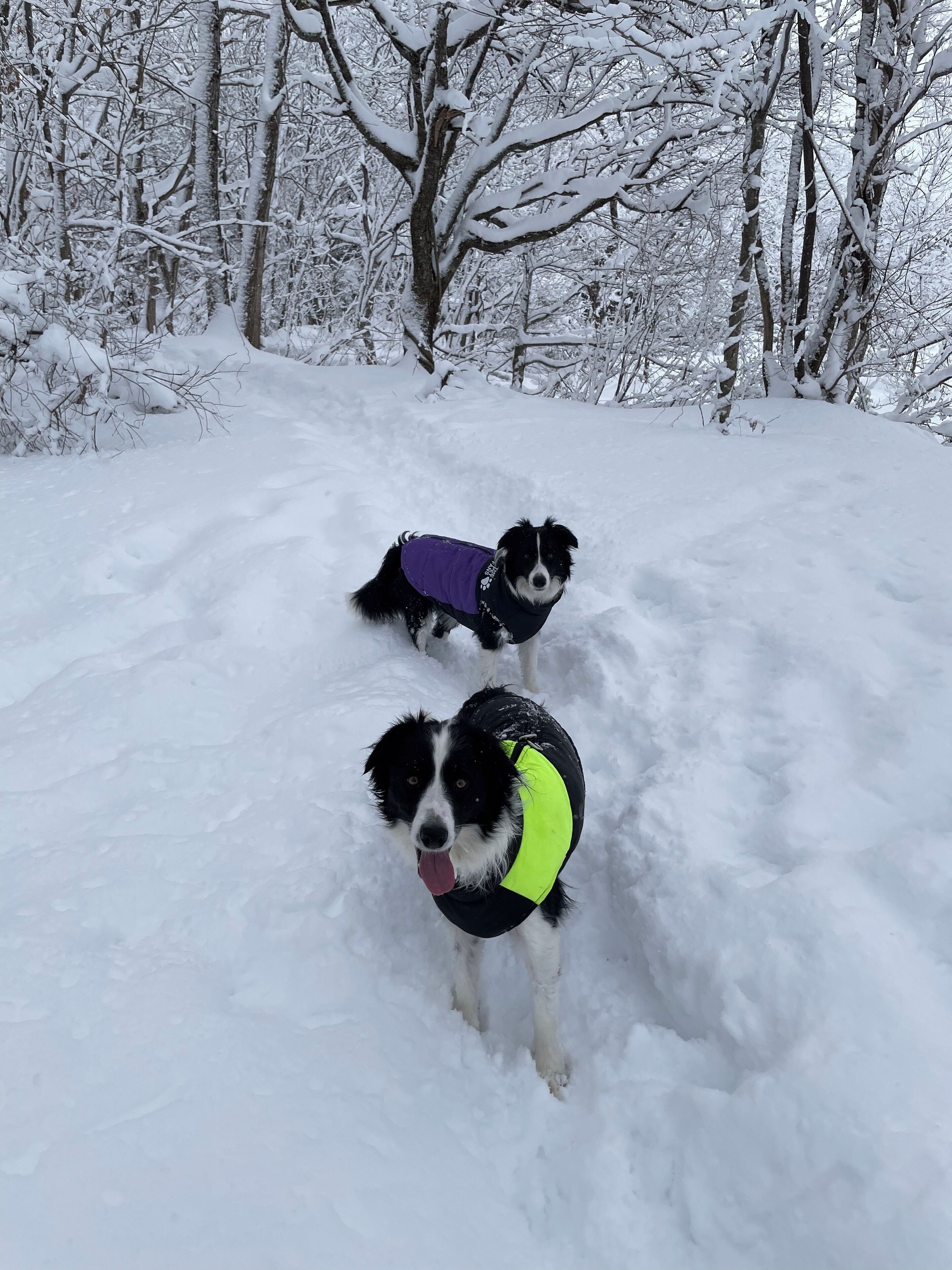 滑雪运动