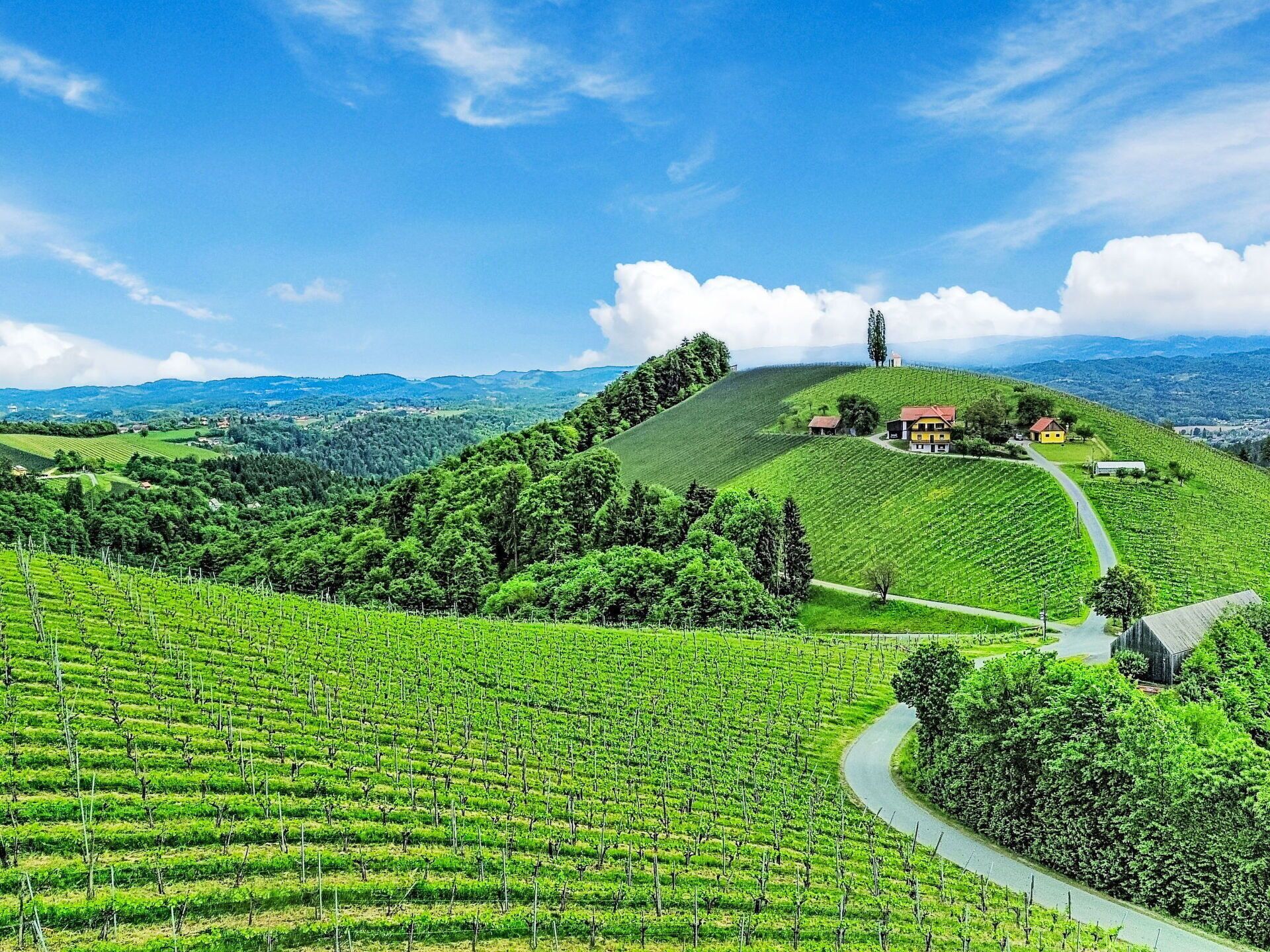 A vineyard with rows of grapevines, a winding path, and a few buildings on a hill.