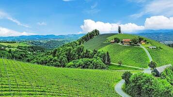 A vineyard with rows of grapevines, a winding path, and a few buildings on a hill.