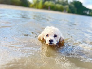 Pet-friendly - Dogs welcome! Bungalow half with large fenced garden in the Cuxhavener Land! (Bülkau)