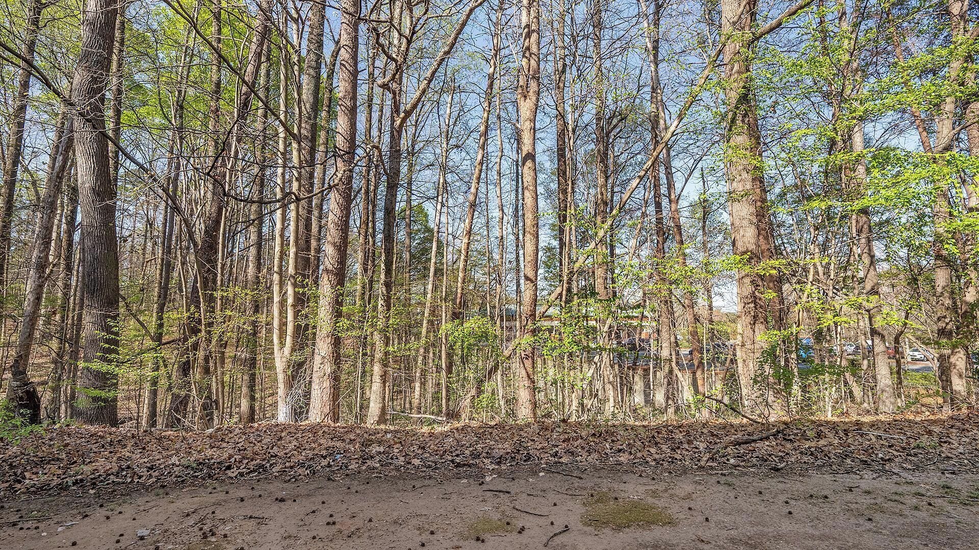 A dense forest with tall trees and a dirt path.