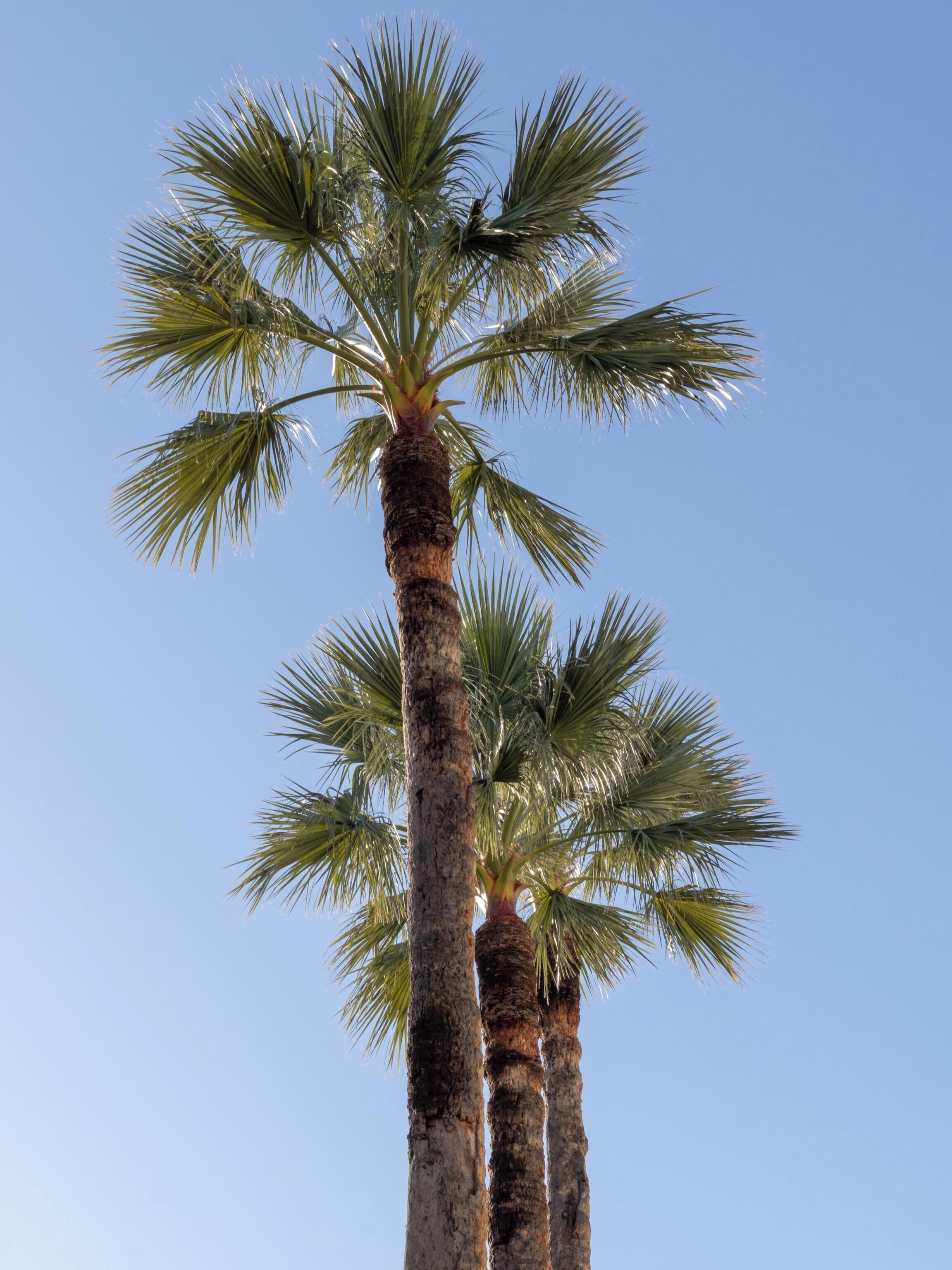 Eine hohe Palmenbaum vor blauem Himmel.