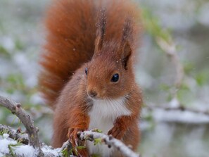 A squirrel on a branch with snow. - Charming 2-Room Bright with Balcony in the Mountains (Bolquère)