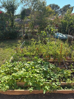 A garden with raised beds, various plants, and a wooden fence.