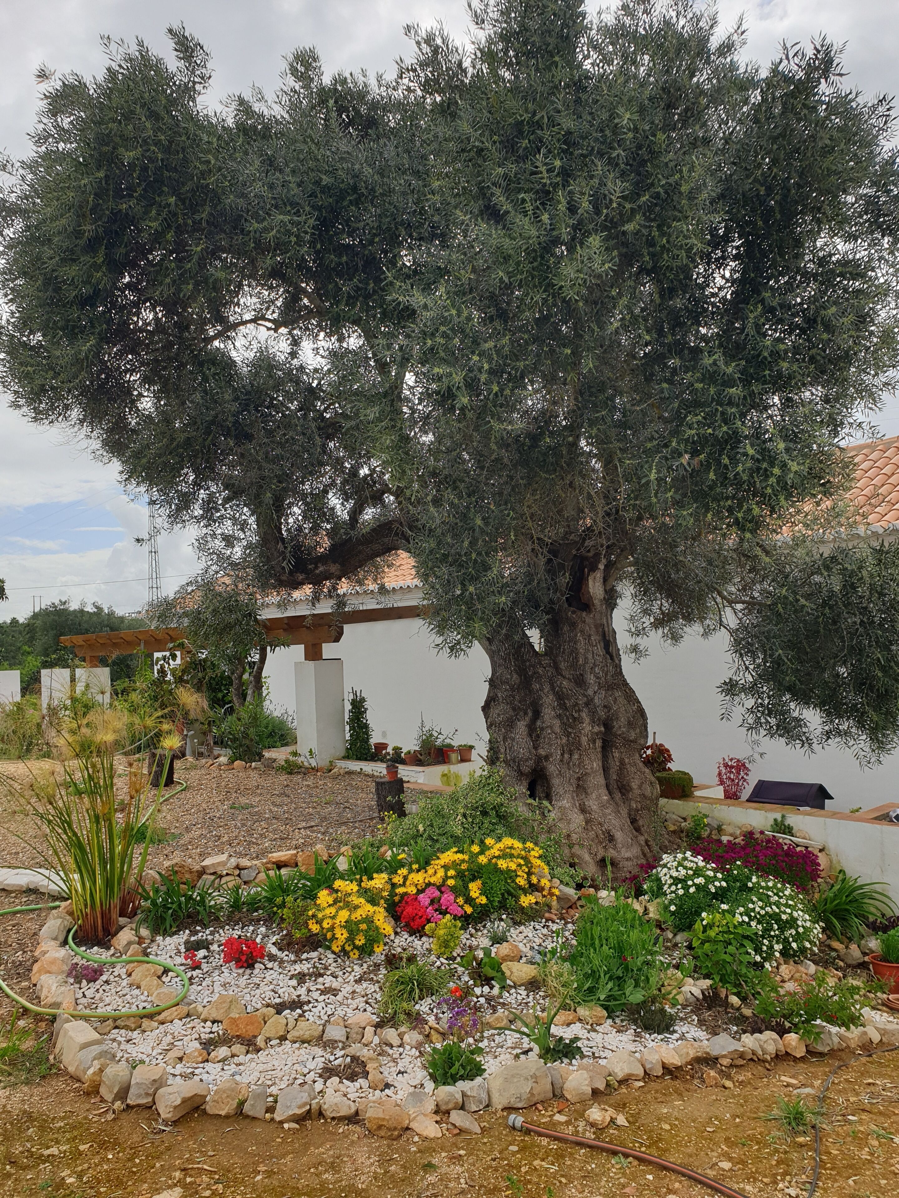 A large tree in a garden with a pergola structure in the background.