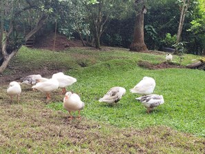 Property grounds - La Ofelia 3-bedroom villa in Valle del Cauca perfect for relaxing (Valle del Cauca)