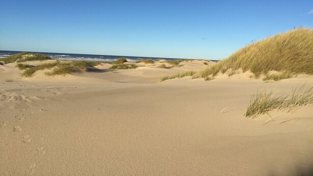 Una playa arenosa con dunas y el océano al fondo.