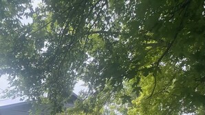 Eksteriør