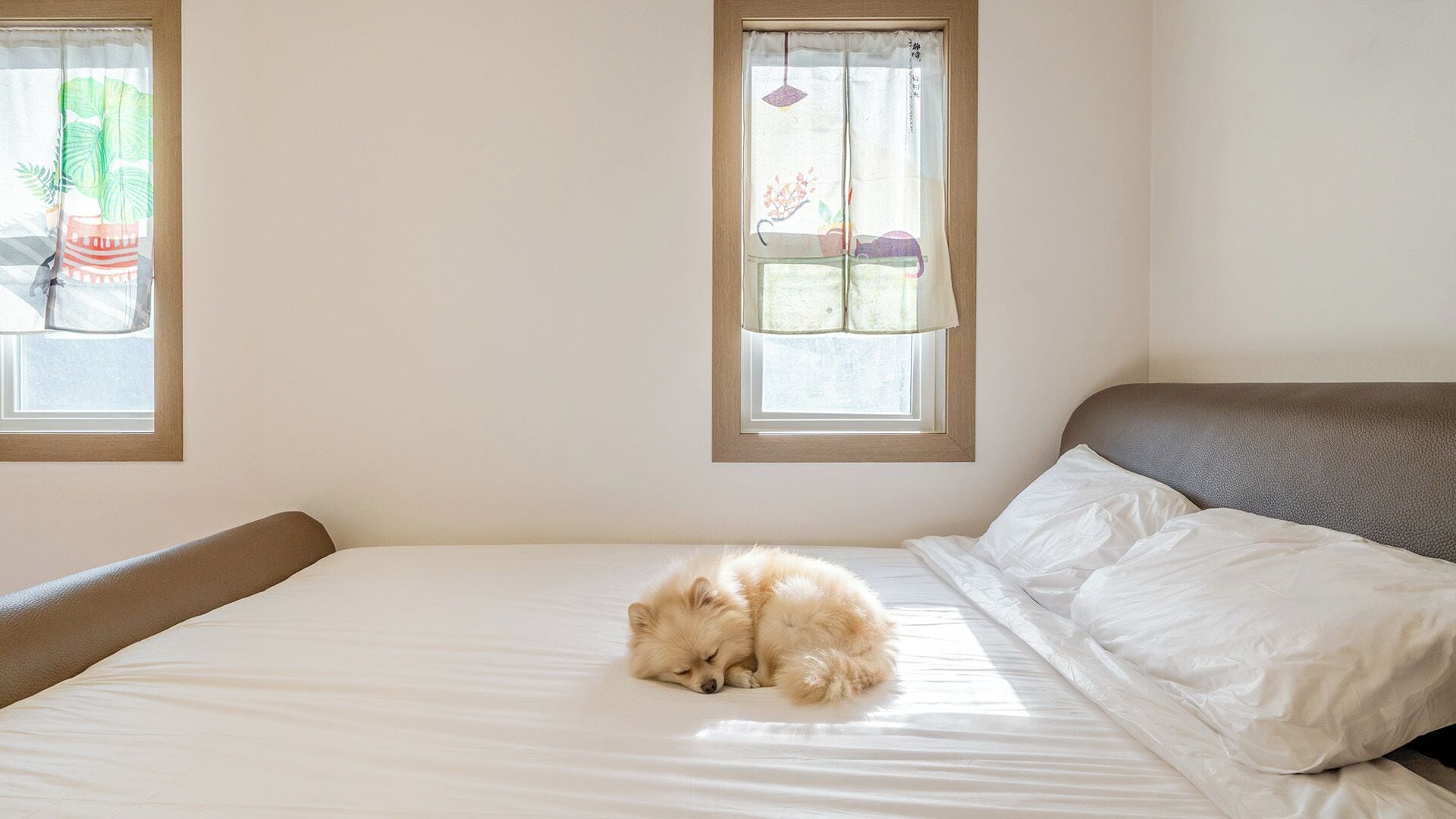 A bed with a fluffy dog sleeping on it, two windows with curtains, and a plain wall.