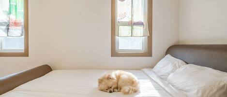 Ein Bett mit einem schlafenden, flauschigen Hund, zwei Fenster mit Vorhängen und eine schlichte Wand.