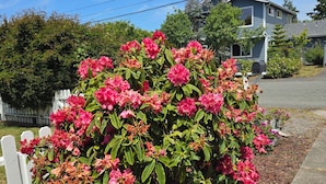 Un quartier résidentiel avec une maison, une clôture blanche en bois et un jardin agrémenté de fleurs roses.