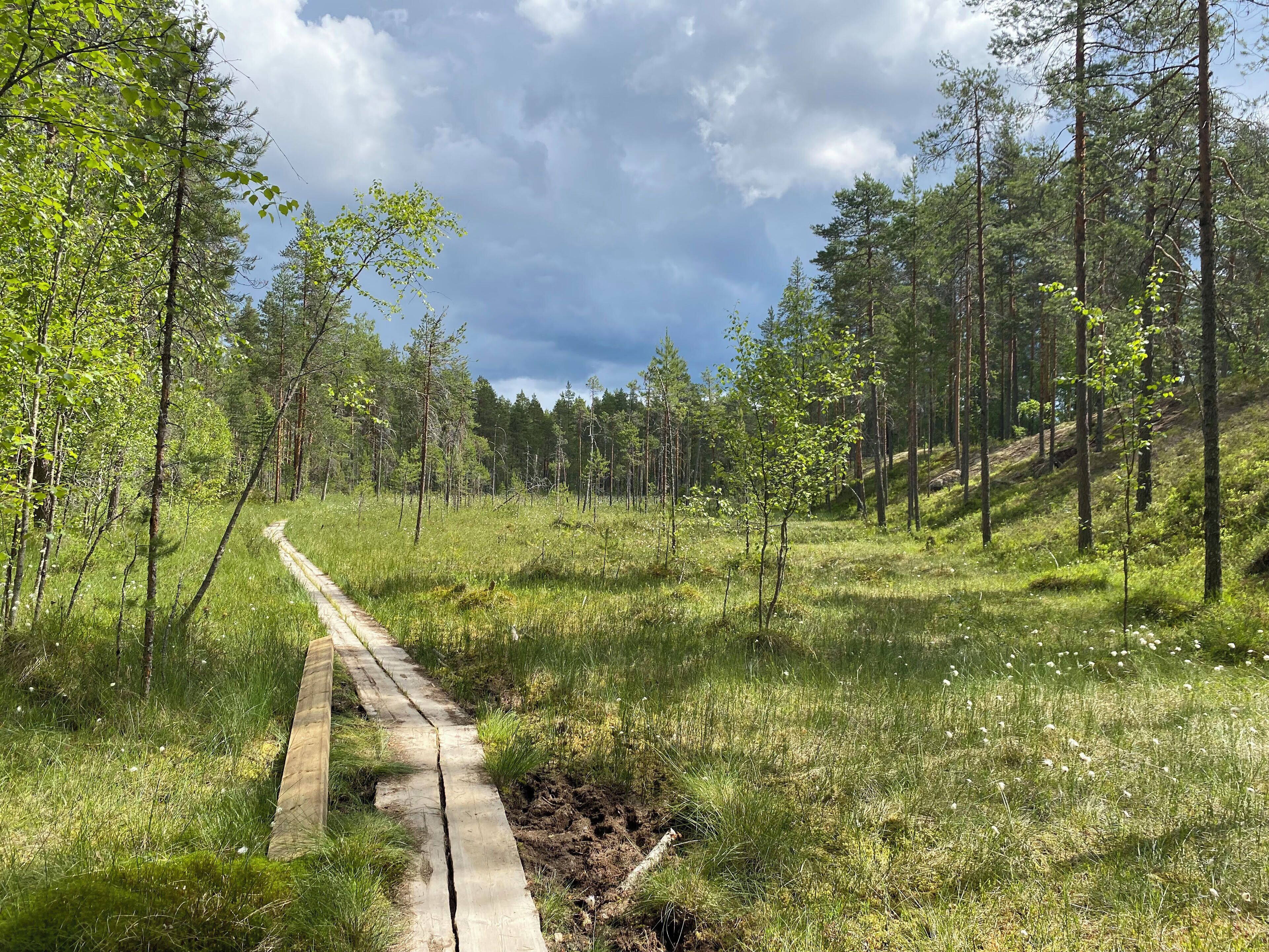 A forested area with a dirt path.