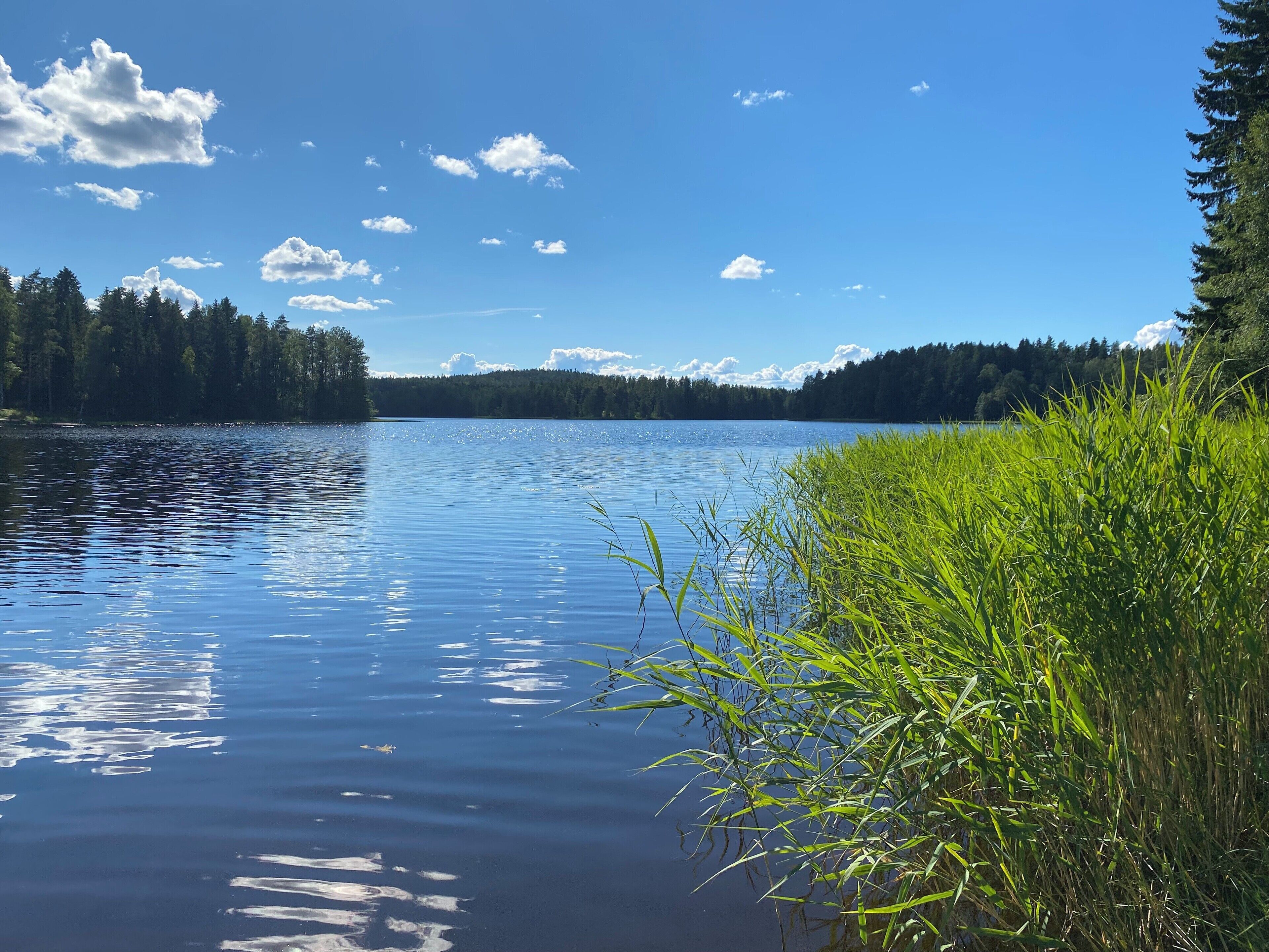 Un lago tranquilo con reflejos nítidos, rodeado de un bosque frondoso y hierba alta.